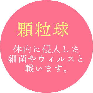 顆粒球 体内に侵入した細菌やウィルスと戦います。