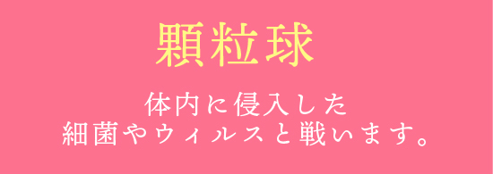 顆粒球 体内に侵入した細菌やウィルスと戦います。